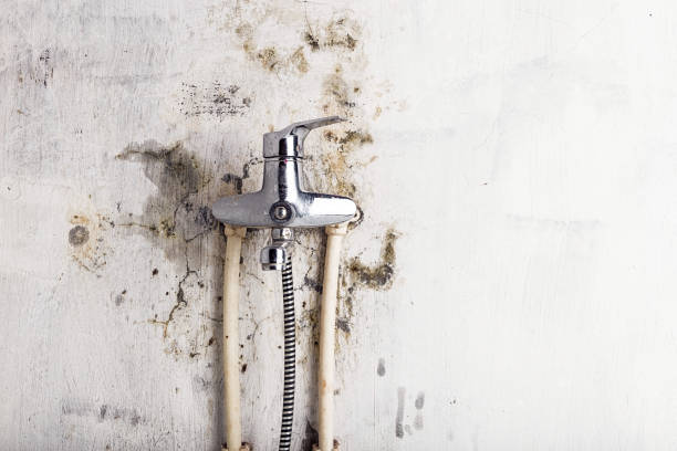 Best Kitchen Mold Remediation in Pinardville, NH