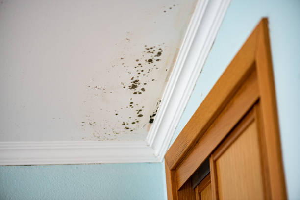 Best Post-Flood Mold Remediation in Pinardville, NH