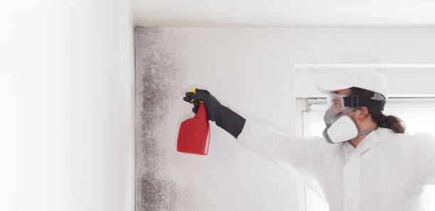 Best Industrial Mold Remediation in Pinardville, NH