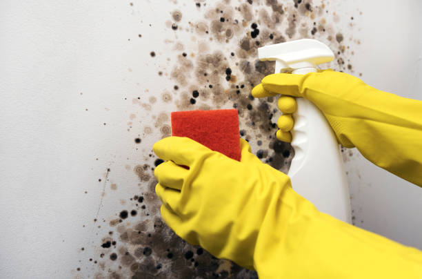 Best White Mold Remediation in Pinardville, NH
