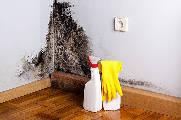 Best Residential Mold Remediation in Pinardville, NH