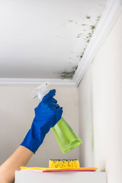 Best Commercial Mold Remediation in Pinardville, NH